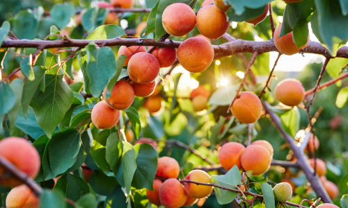 L'huile précieuse de noyaux d'Abricots