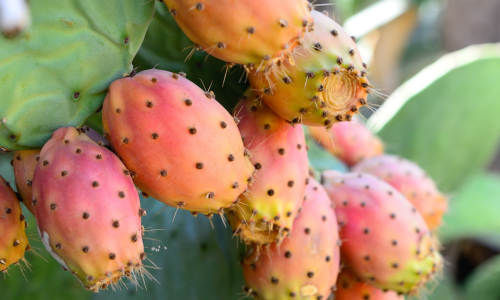 L'huile précieuse de pépins de figues de Barbarie